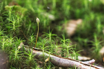 green plant in sunlight