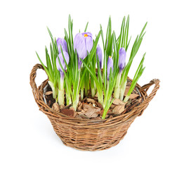 Several purple crocuses  in decorative basket
