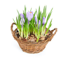 Fototapeta premium Several purple crocuses in decorative basket