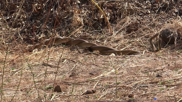 Snakes Pair Mating 4