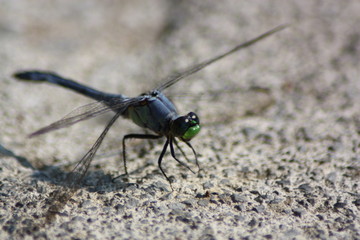 Dragon Fly