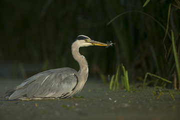 Grey Heron - Ardeidae