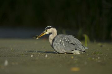 Grey Heron - Ardeidae