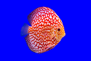 Pompadour Fish on blue background