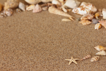 Seestern Muscheln Sand Strand