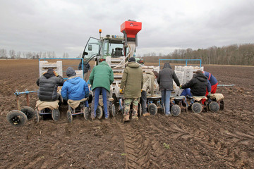 LandwirtKartoffelPolnischeErntehelfer