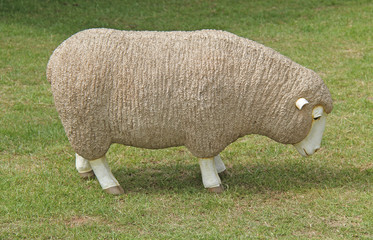 Obraz premium A Full Size Model of an Adult Sheep Ewe.