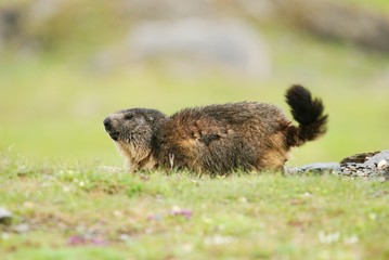 Marmot ( Marmota ) in a meadow