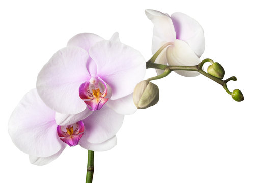 Fototapeta White orchid