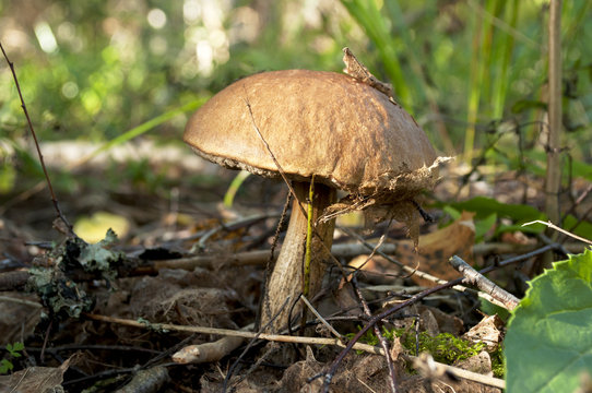 Beautiful mushroom at the forest.