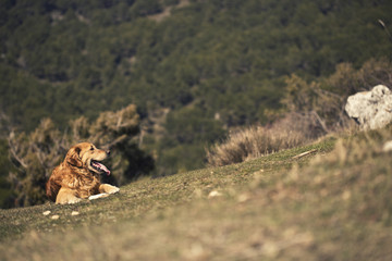 Portrait of a dog in outdoor, golden