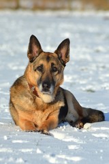 Schäferhund liegend