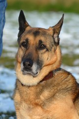 Schäferhund Portrait