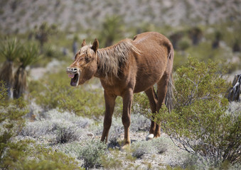 Fototapeta premium Nevada wild horse yawning
