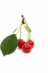 cherry