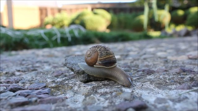 Snail climbing off rock