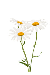 chamomile flower