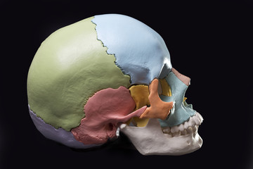 Model of a human skull © Patricia Chumillas