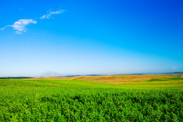Fototapeta na wymiar Green grass under blue sky