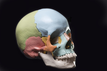 Model of a human skull