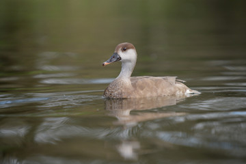 Red-crested Pochard, Netta rufina