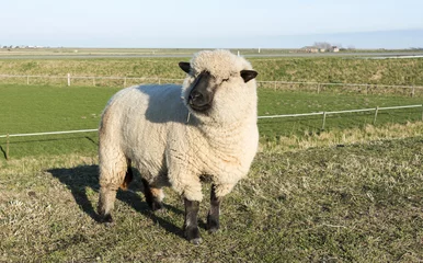 Aluminium Prints Sheep hampshire down sheep in holland