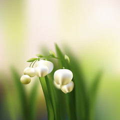Lily of the valley - 80531782