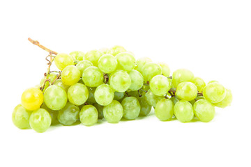 vine isolated on a white background