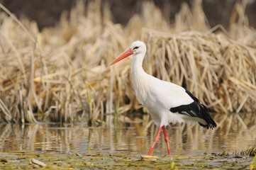 white stork in a pond - Ciconia ciconia Linnaeus