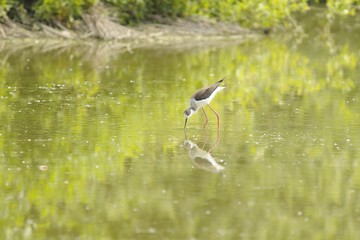 black-winged stilt ( himantopus himantopus ) in a pond