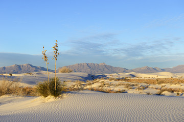 Desert at White Sands and San Andres Mountains