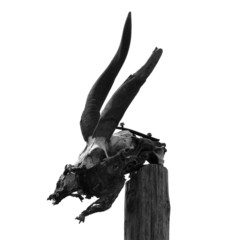 Fototapeta premium antelope skull with horns