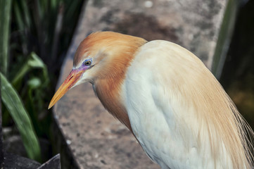 Cattle egret in Kuala Lumpur zoo