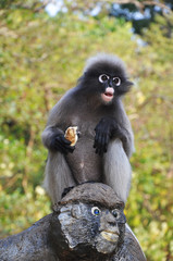 Dusky Leaf Monkey.