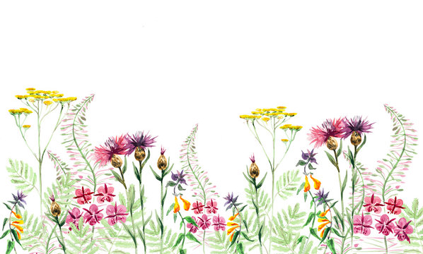 Meadow flowers. Watercolor hand drawn