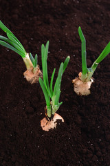 Germinated onion in soil close-up