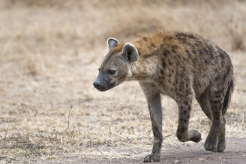 female hyena walking along farm road
