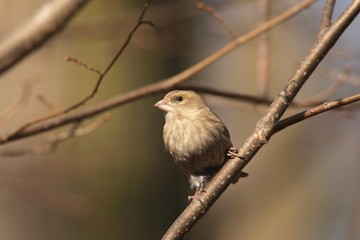 Greenfinch (Carduelis chloris) on a twig