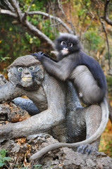 Dusky Leaf Monkey.