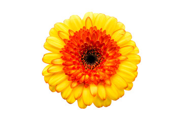 yellow gerbera
