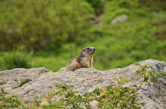 Marmotte en vu!