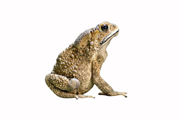 Fototapeta premium Toad isolated on white