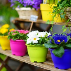 Beautiful flowers sold on outdoor flower shop