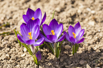 crocuses