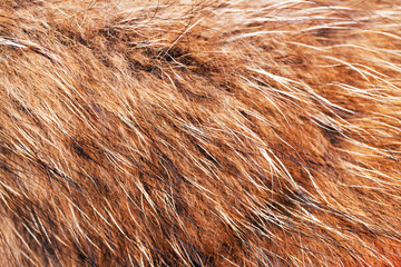 animal fell texture