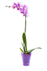 Naklejka na ściany i meble violet orchid flowers