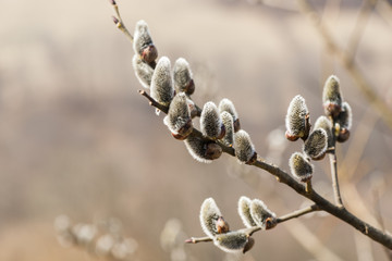 willow flovers © Igor Syrbu