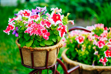 Decorative Vintage Model Old Bicycle Equipped Basket Flowers Gar