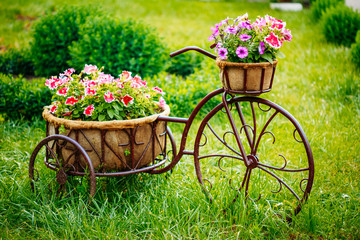 Fototapeta na wymiar Decorative Vintage Model Old Bicycle Equipped Basket Flowers Gar