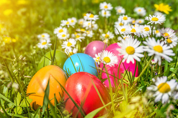 Fototapeta na wymiar Colorful Easter eggs lying in the grass with daisy flowers